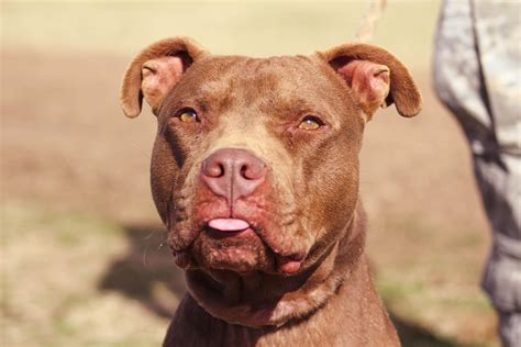 Pit bull rescue oklahoma - "Click here to view animals for adoption at LA RAZA PITBULL RESCUE." ♥ RESCUE ME! ♥ ۬